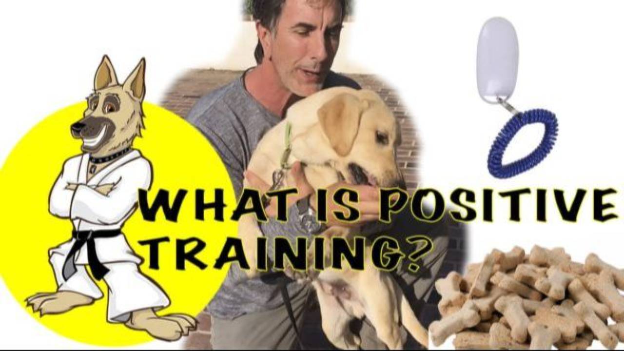 What is Positive Training
