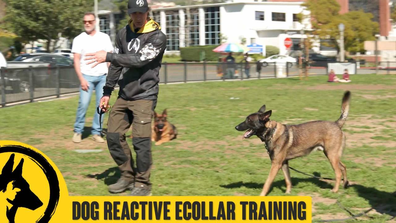Dog Reactive Malinois Ecollar Session