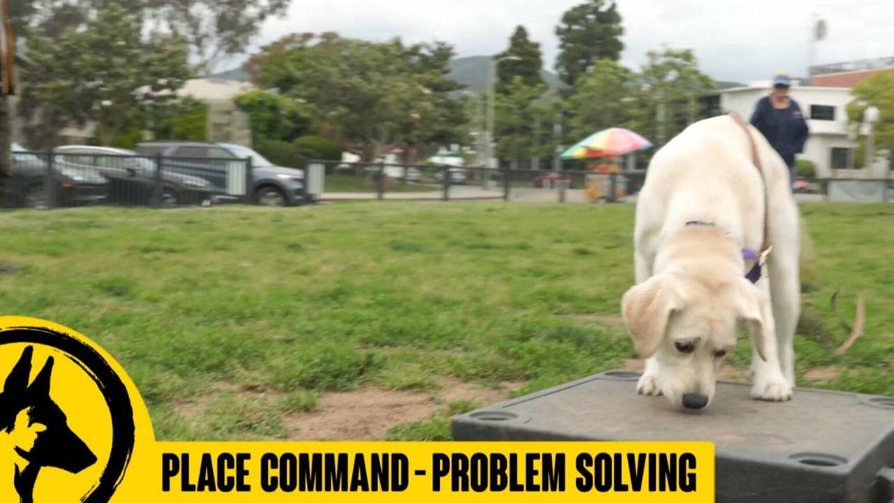 Place Command Problem Solving β Mellow and Ellen Day 6