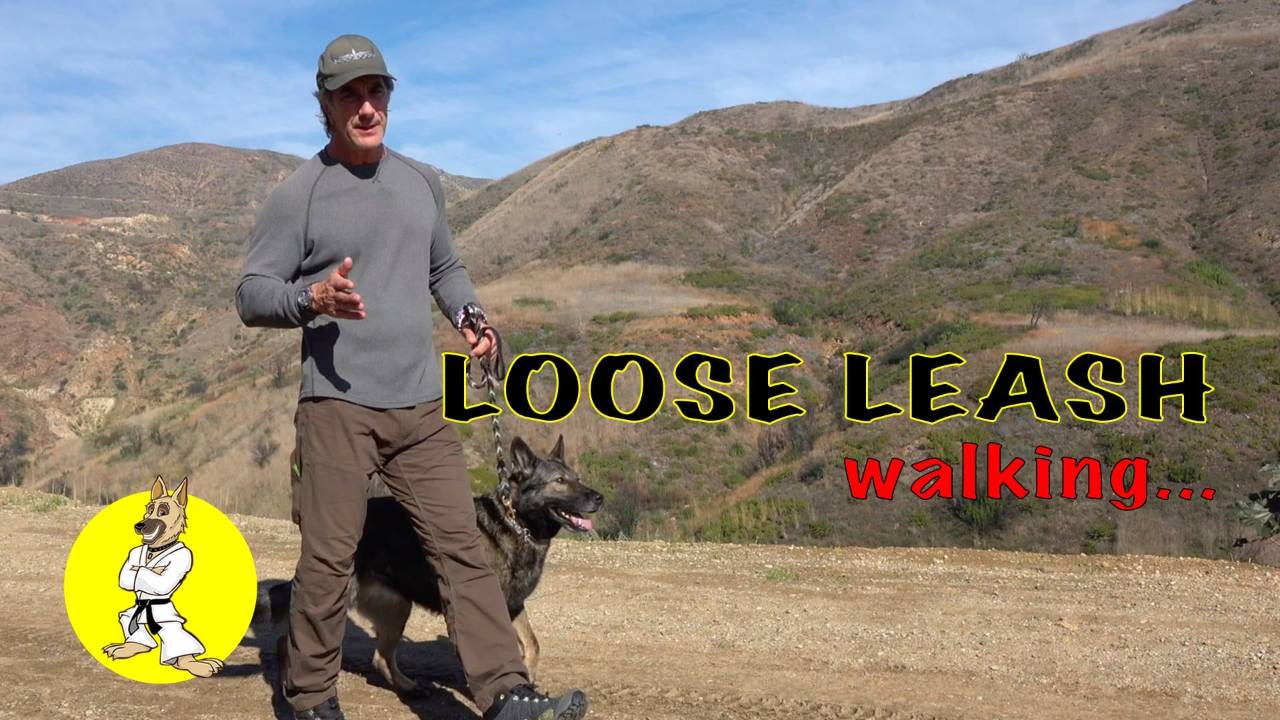 Loose Leash Walking