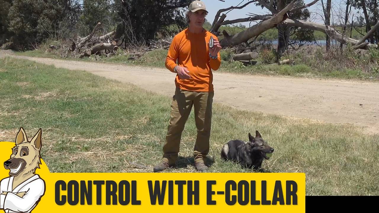 Blocking Negative Behaviors with E-Collar