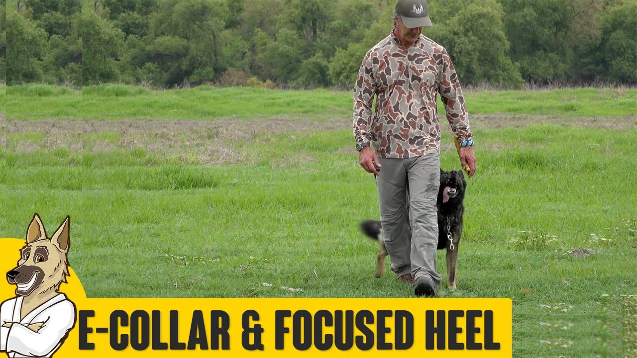 E-Collar and Focused Heel