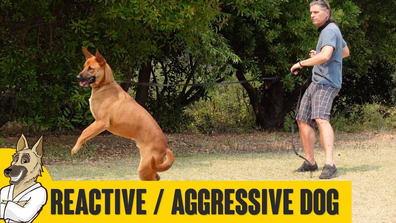 Aggressive and Reactive Dogs – How to Engage and Correct