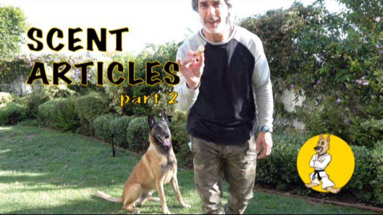 Teaching Scent Discrimination Part 2
