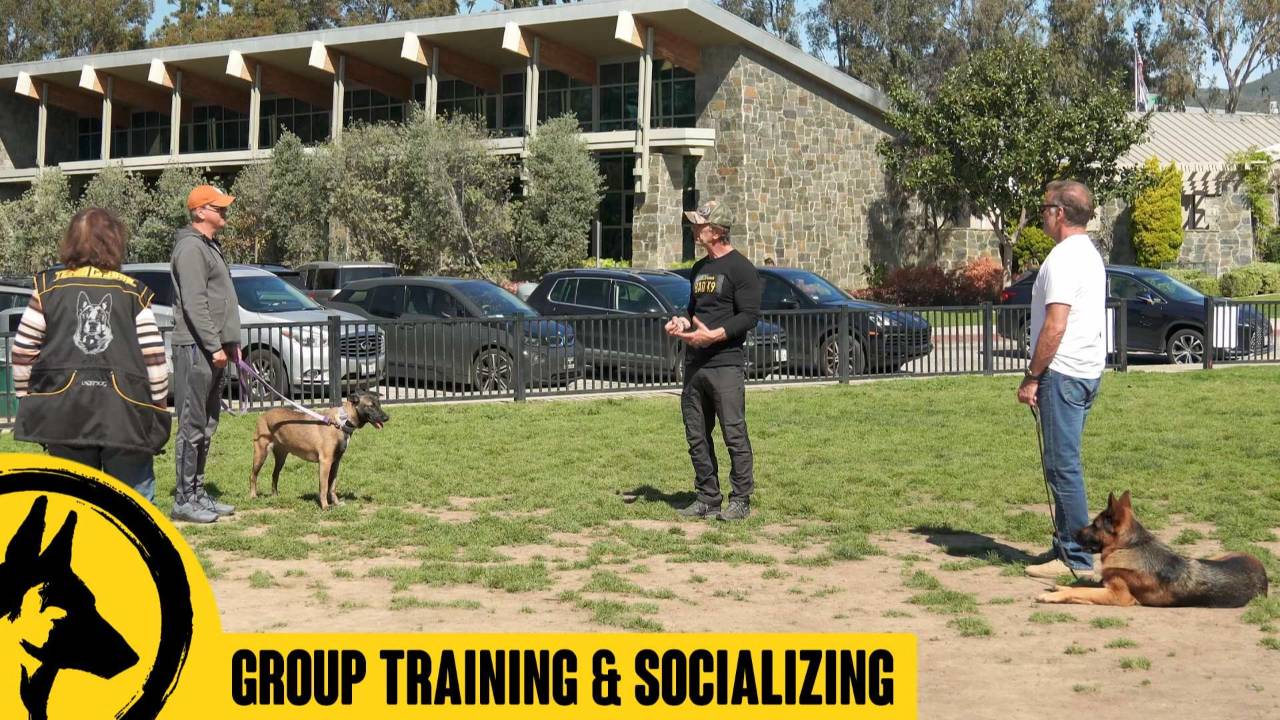Group Class β Focus on Socialization, Relationship and Obedience