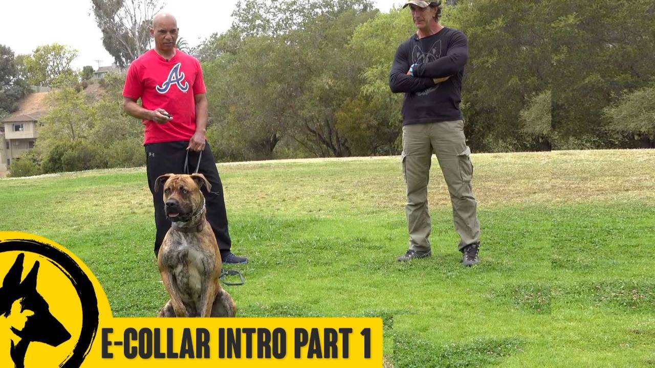 E-Collar Intro and Issues with Rio