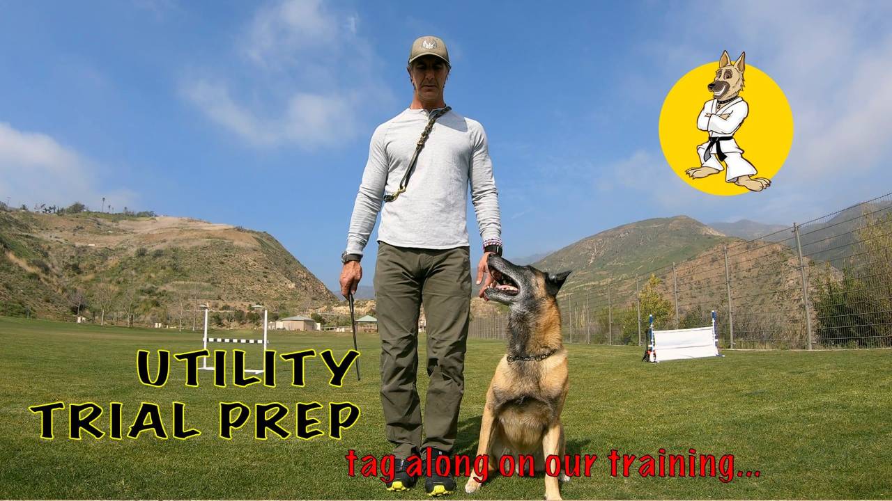 AKC Utility Trial Prep Training