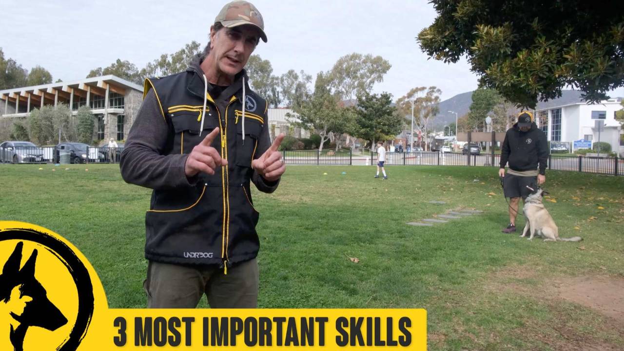 3 Most Important Things ALL Dogs Must Know