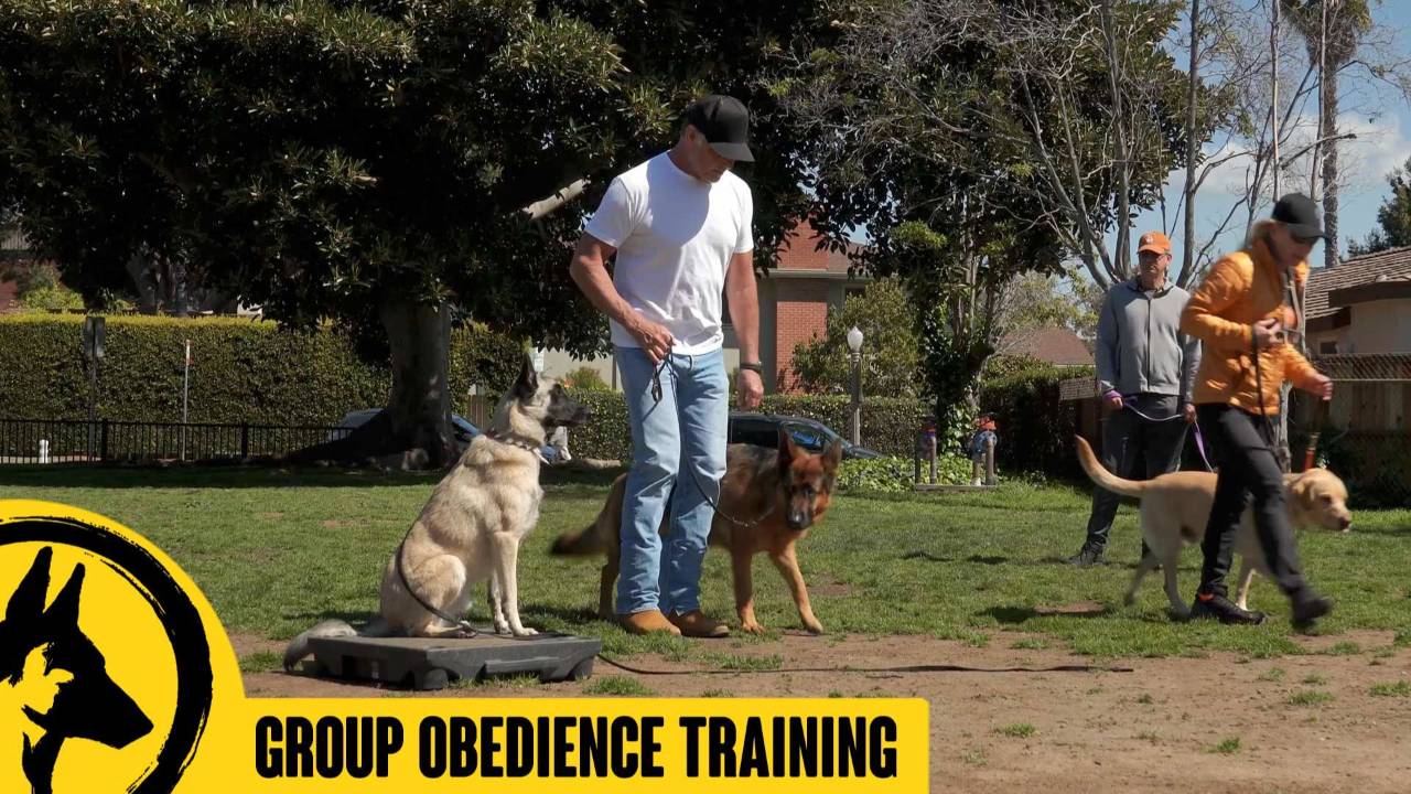 Group Obedience Training - Canine Good Citizen CGC 2