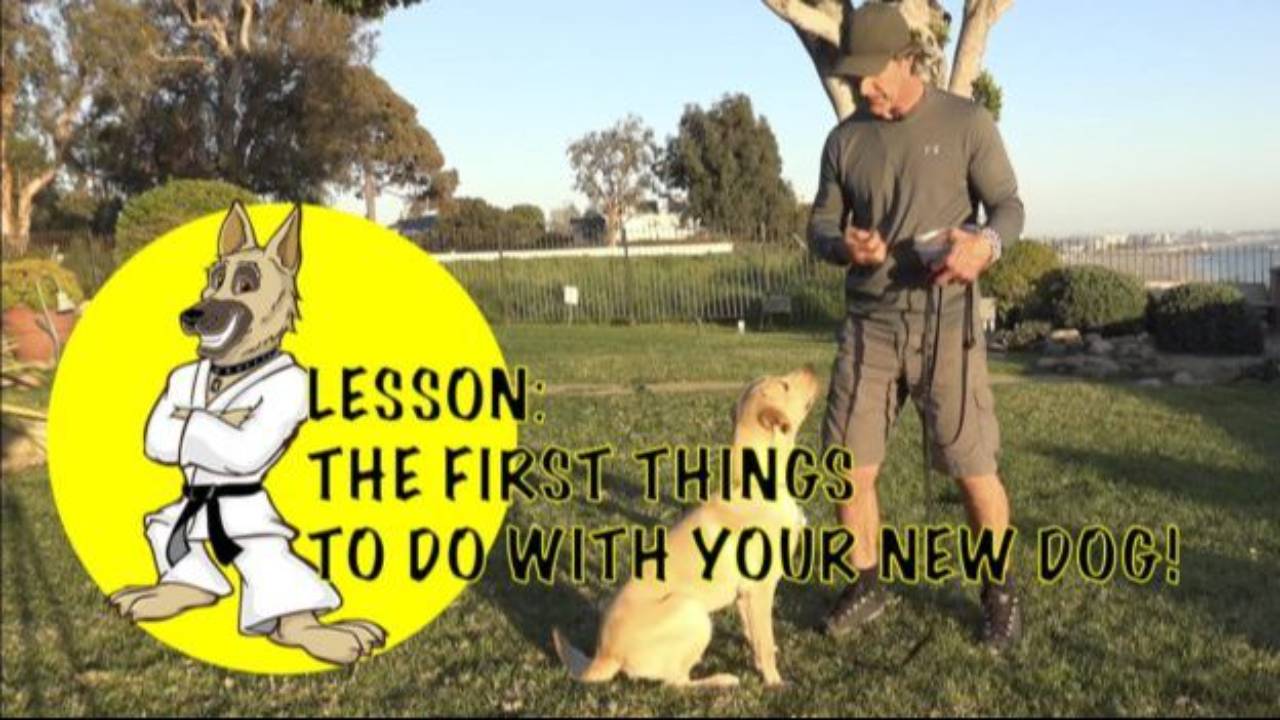 The FIRST Things to Teach Your Dog