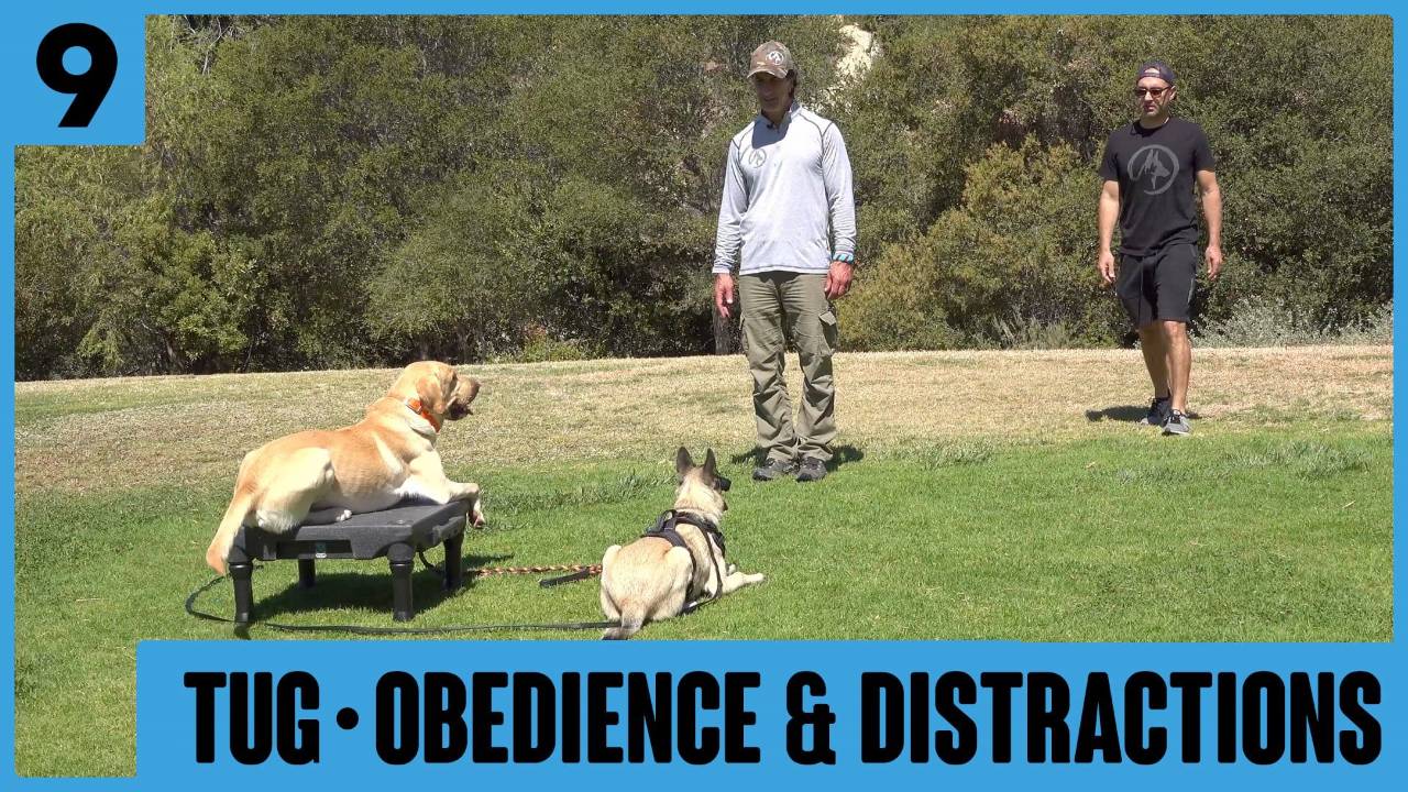 Lesson 9 with Siggy – Tug and Obedience with Distractions