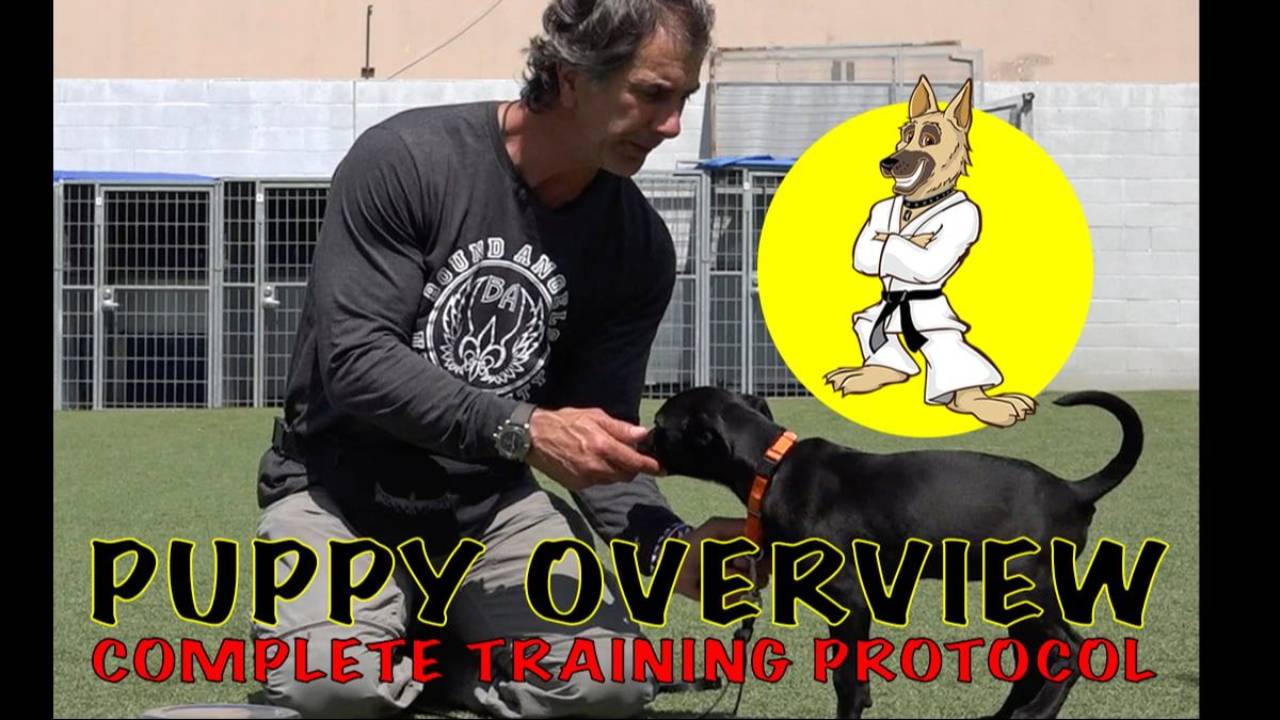Complete Puppy Lesson