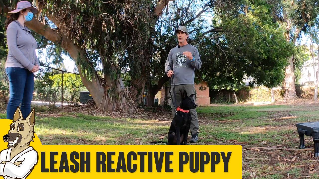 Reactive Aggressive Puppy