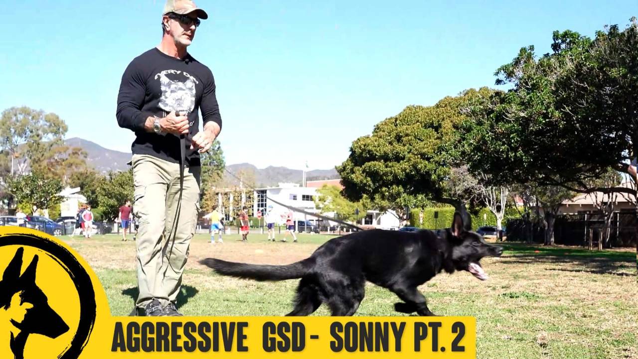 Aggressive German Shepherd – Sonny Pt. 2