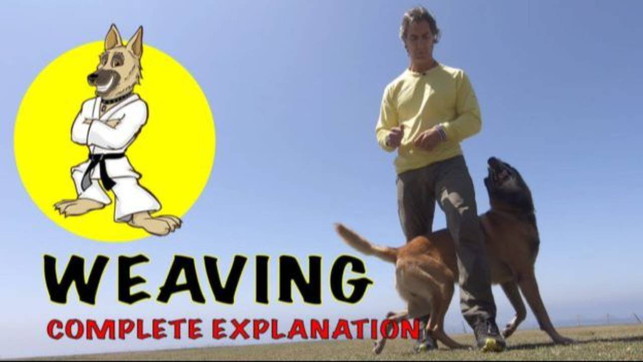 Weaving Between Legs