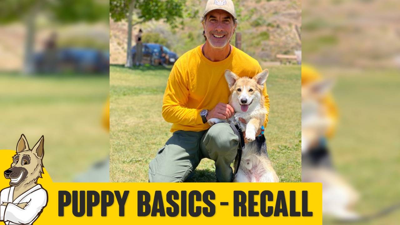 Puppy Training Basics with Hansen