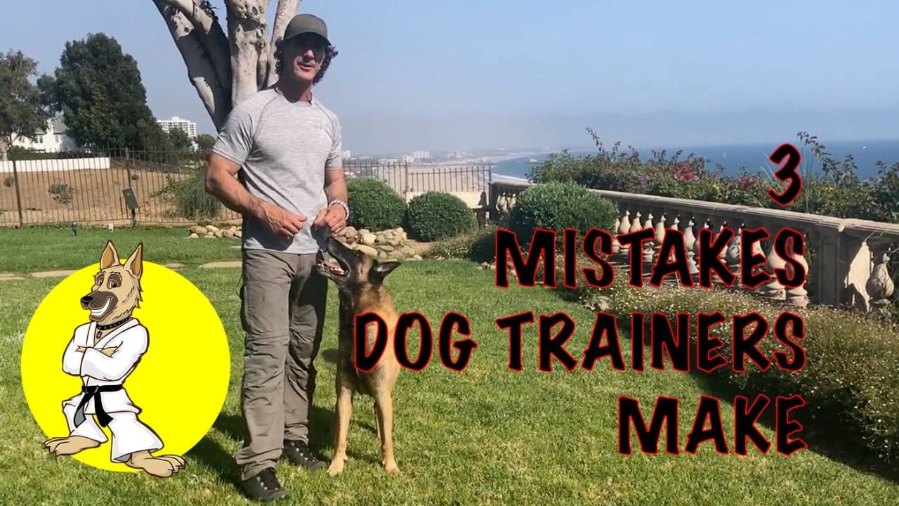 3 Mistakes Dog Owners Make