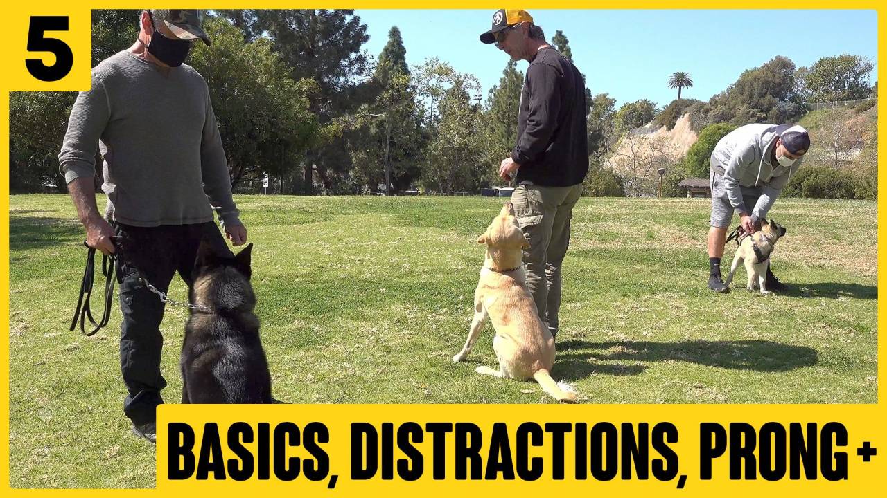 Max Lesson 5 – Stay, Distractions, Down, Prong Intro