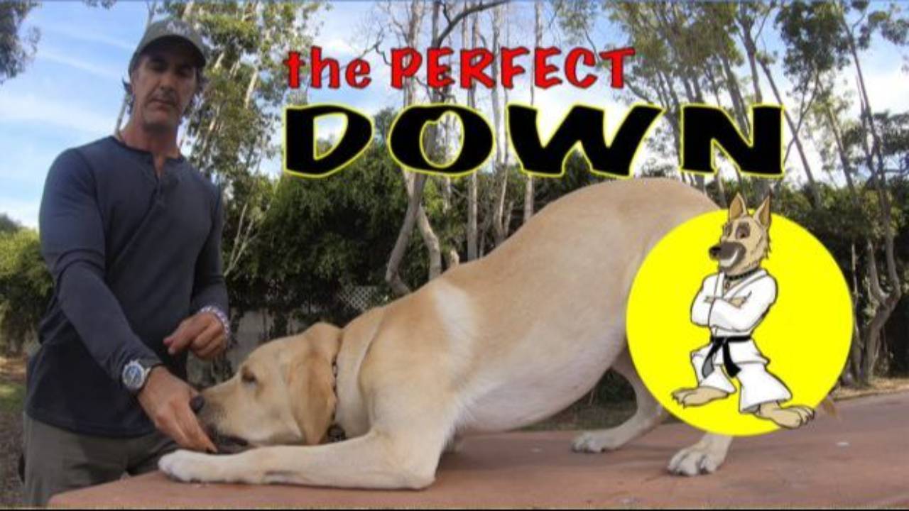 The Perfect DOWN
