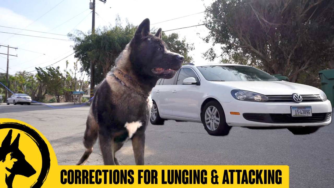 Akita Lunges and Attacks