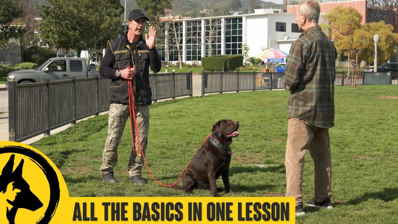 All the Basics: Come, Leave It, Leash Walk +