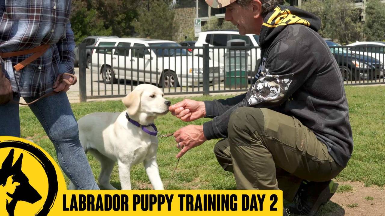 Labrador Puppy Day 2 – The Everything Lesson