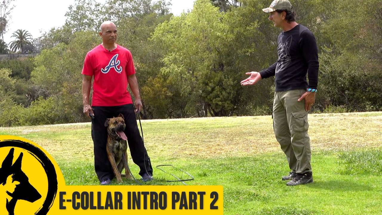 E-Collar Intro Part 2