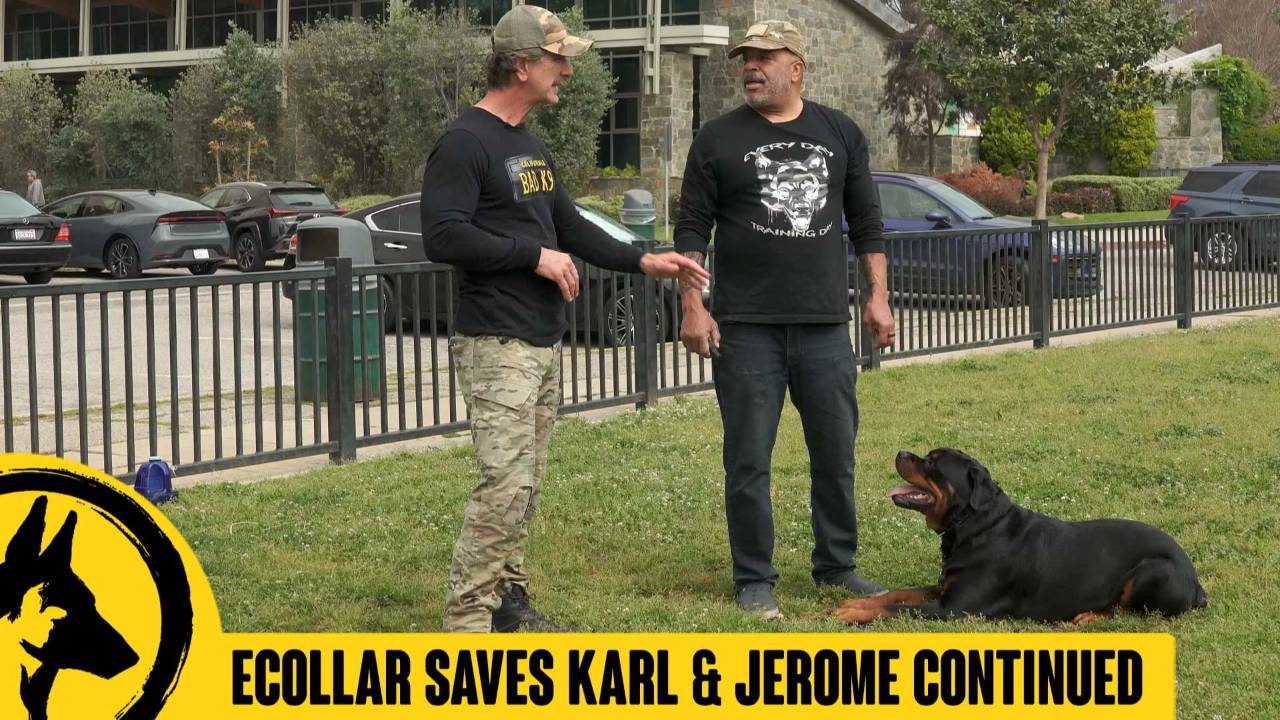 Karl the Rottweiler Ecollar Training #6