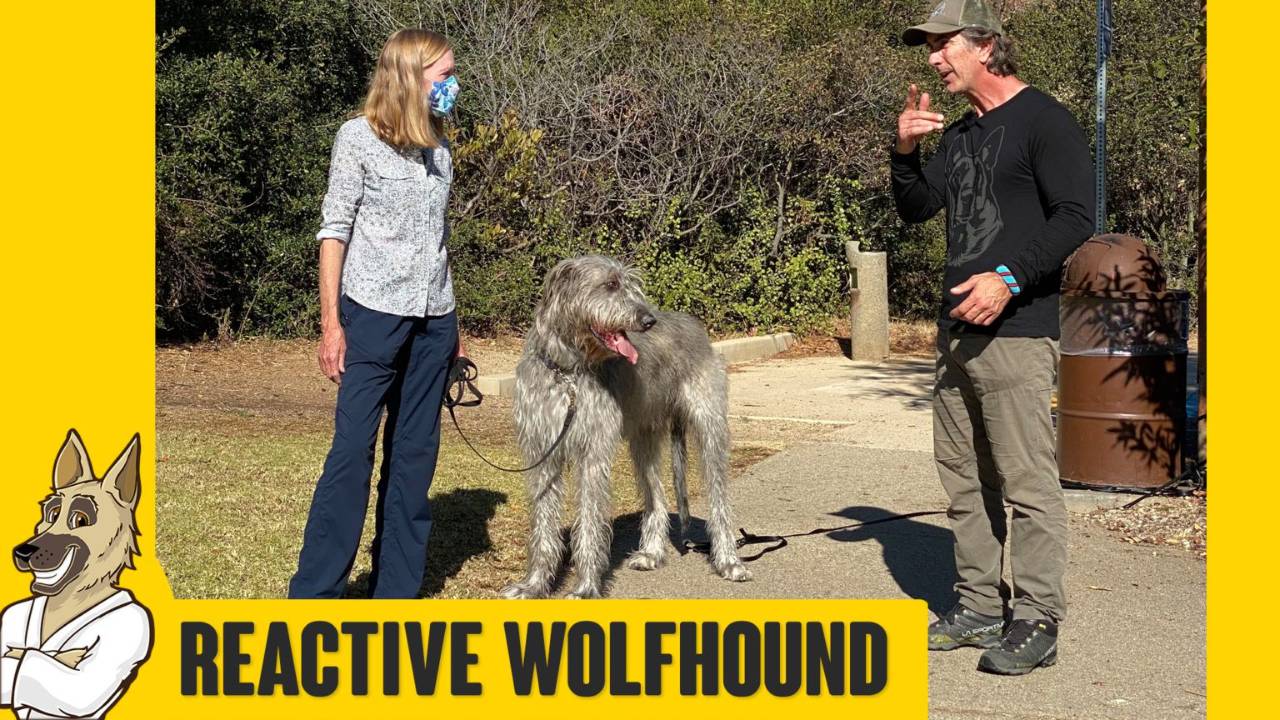 Reactive 165lb Irish Wolfhound