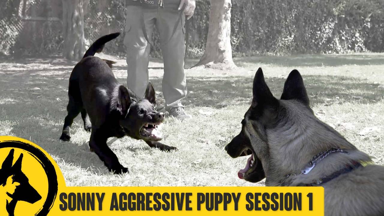 Aggressive / Reactive German Shepherd Puppy Sonny