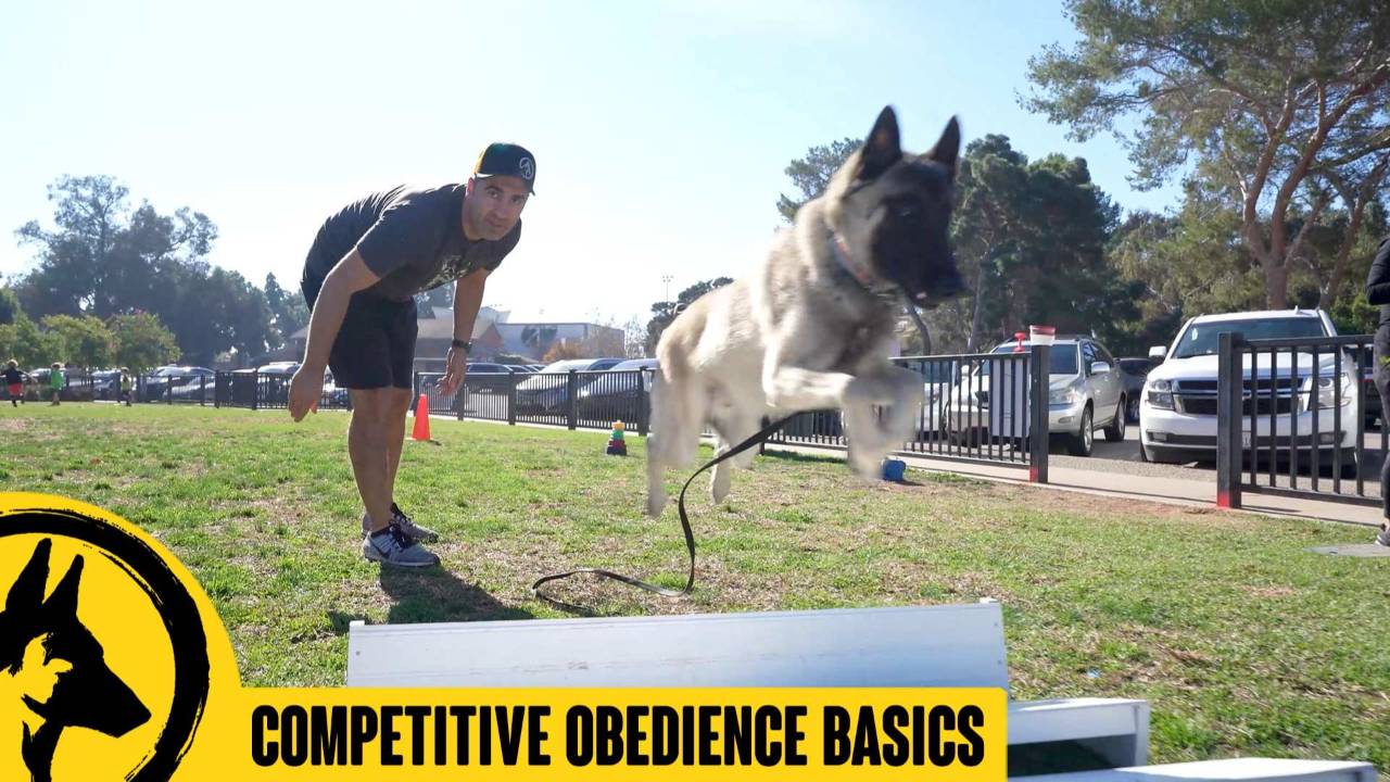 Competitive Obedience Basics with Siggy