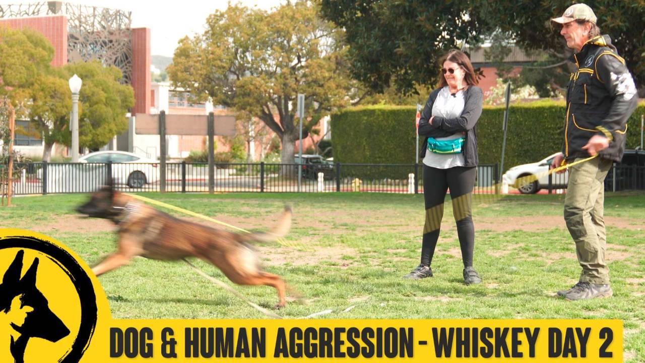 Dog &amp; Human Aggression Whiskey Day 2