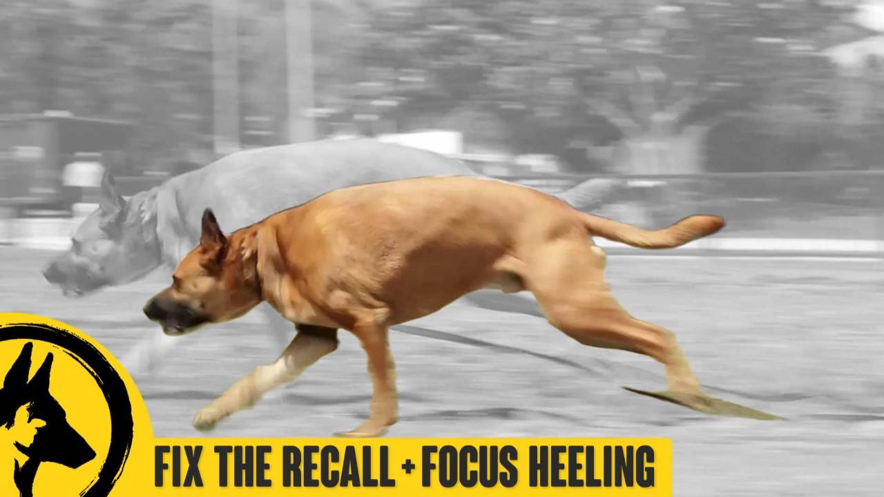 Fixing Your Recall + Focus Heeling