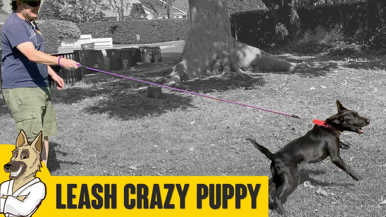 Leash Reactive Crazy Puppy