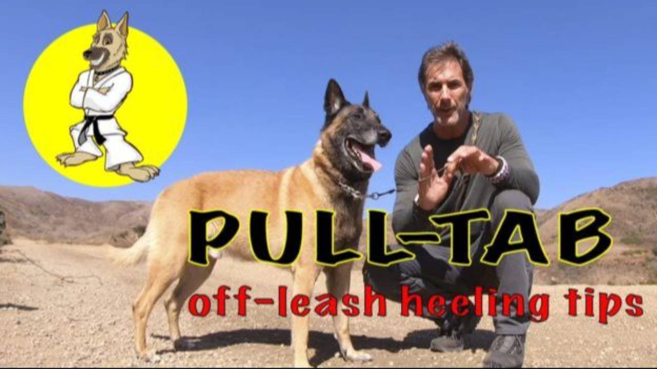 Using a Pull-Tab for Off Leash Healing