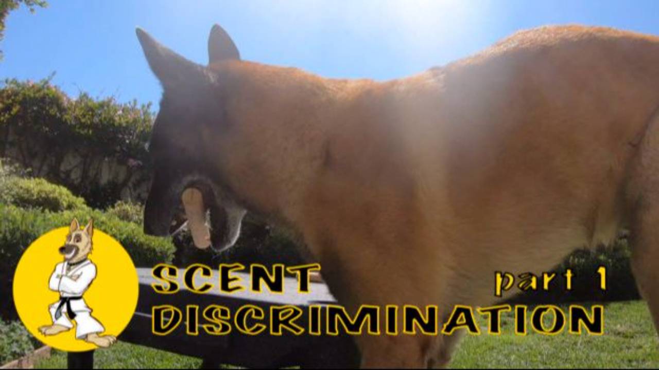 Teaching Scent Discrimination Part 1