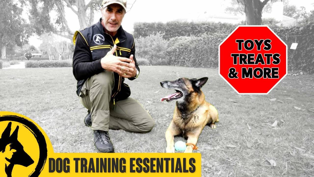 Dog Training Essentials
