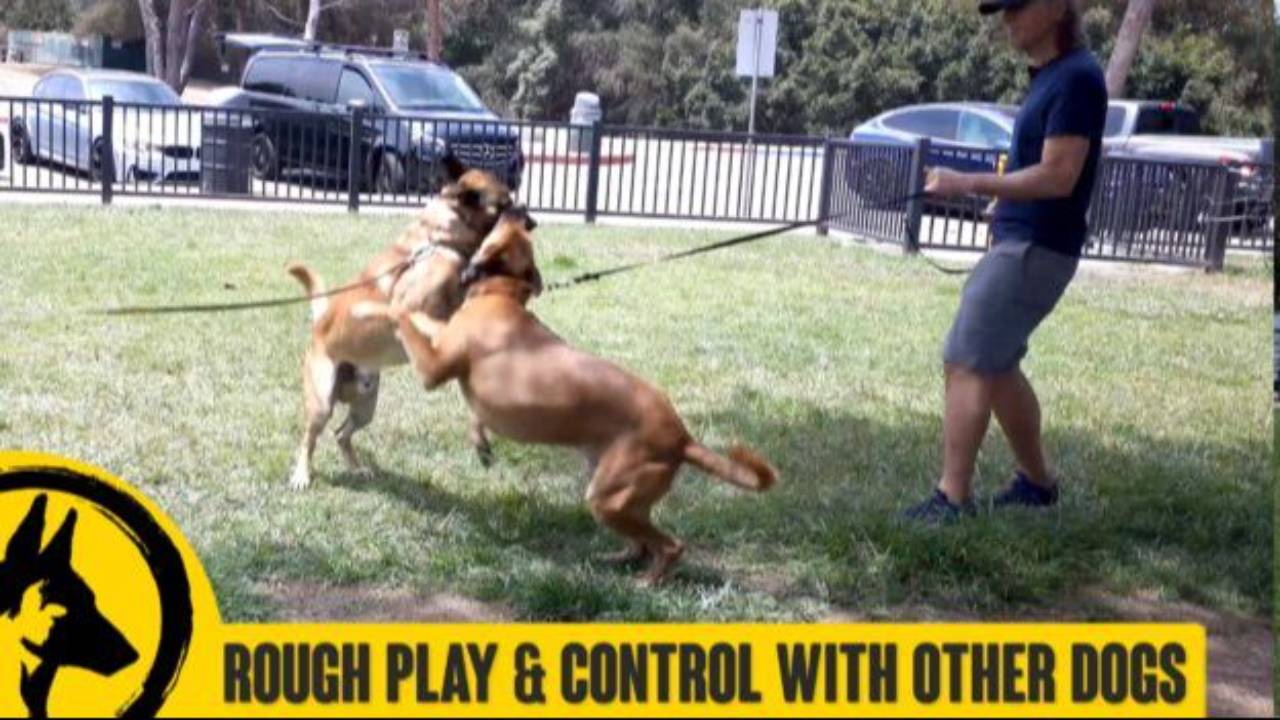 The Right and Wrong Way to Meet Dogs