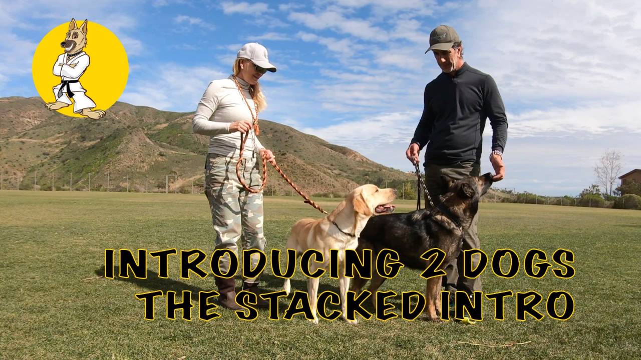 Introducing 2 Dogs