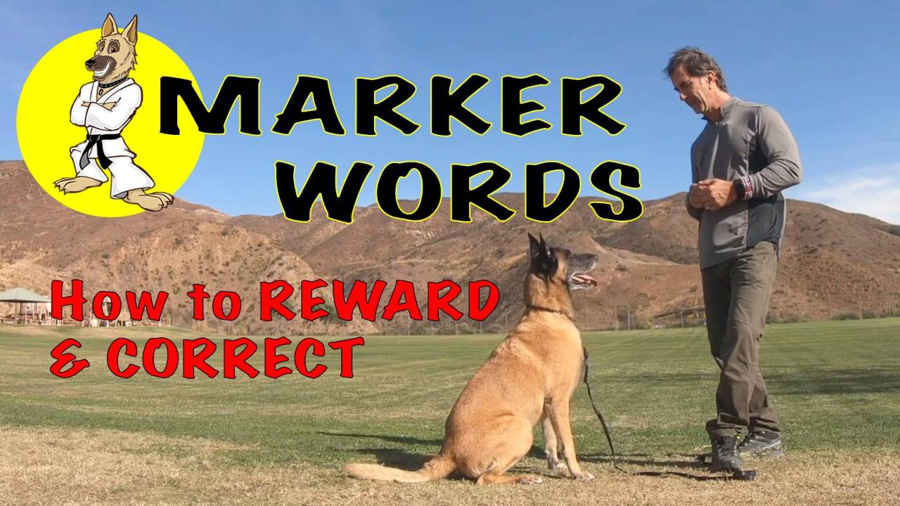 How to use Marker Words in Dog Training
