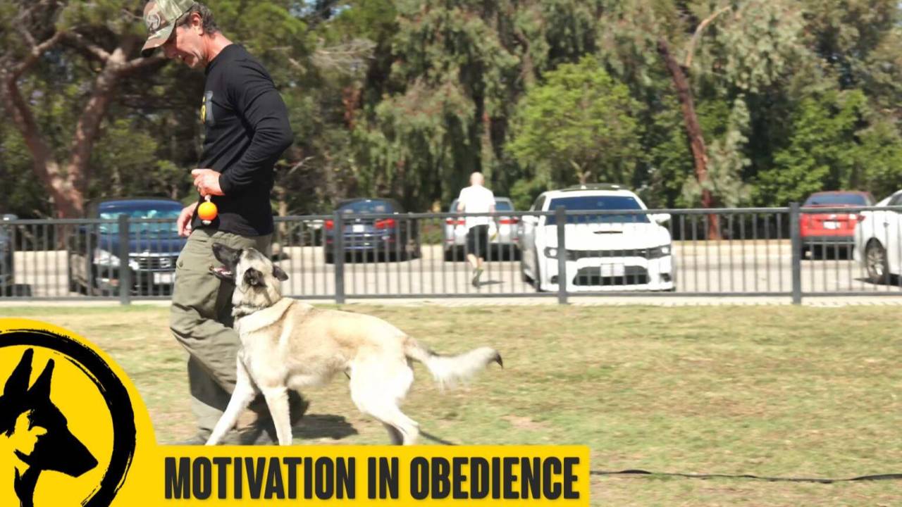 Motivation in Your Training