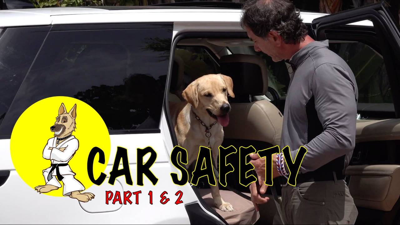 Car Safety – WAIT