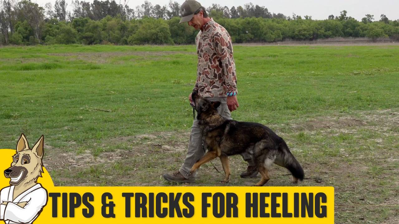 Obedience Tips, Tools and Tricks for Healing