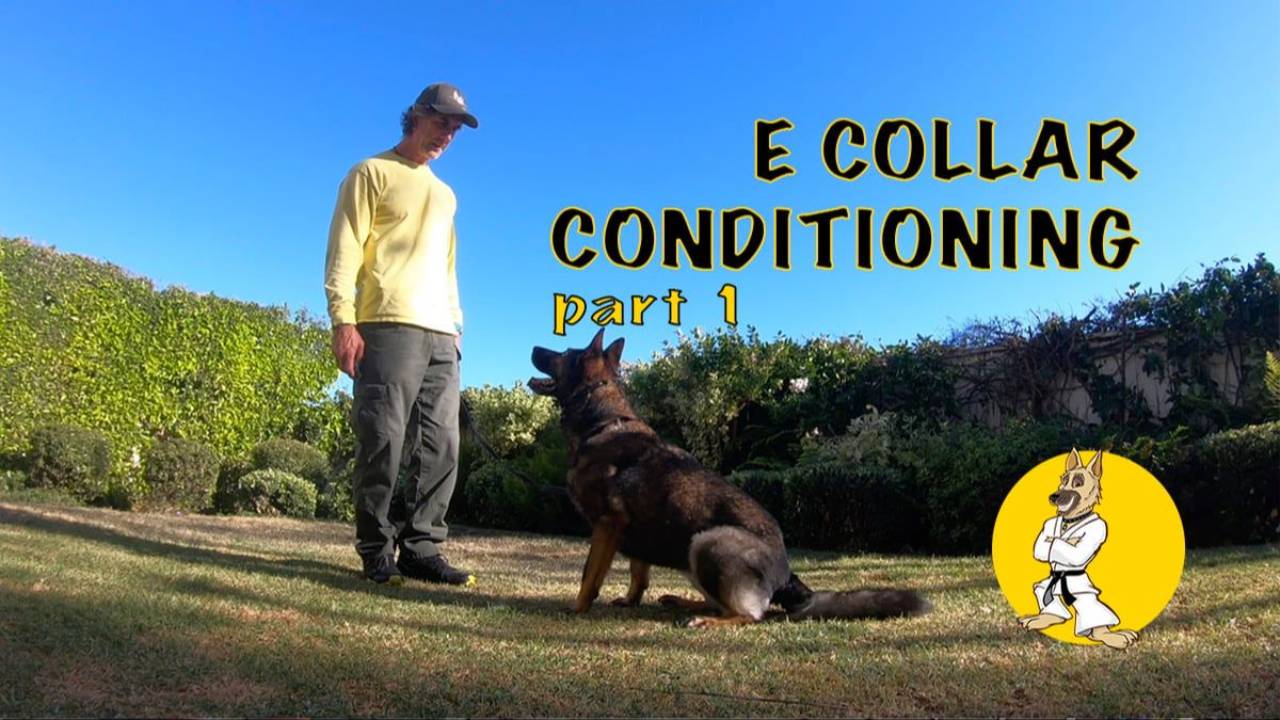 E-Collar – Getting Started Part 1