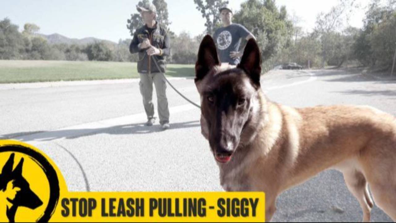 Stop Leash Pulling