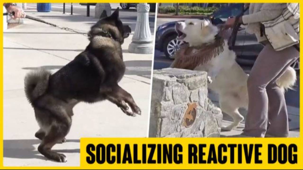 Socializing a Dominant Reactive Dog in Public