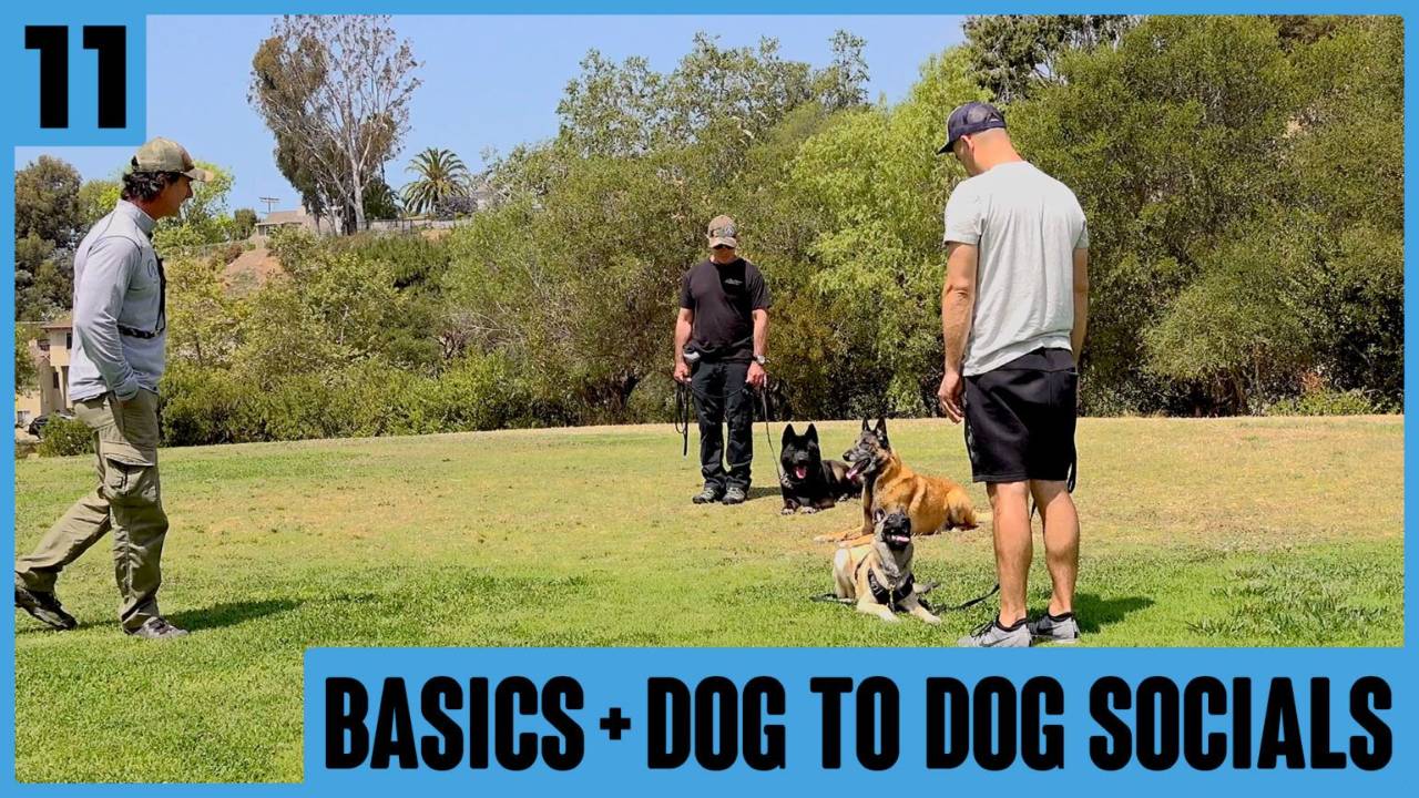 Siggy Day 11 β Basics and Dog to Dog Social