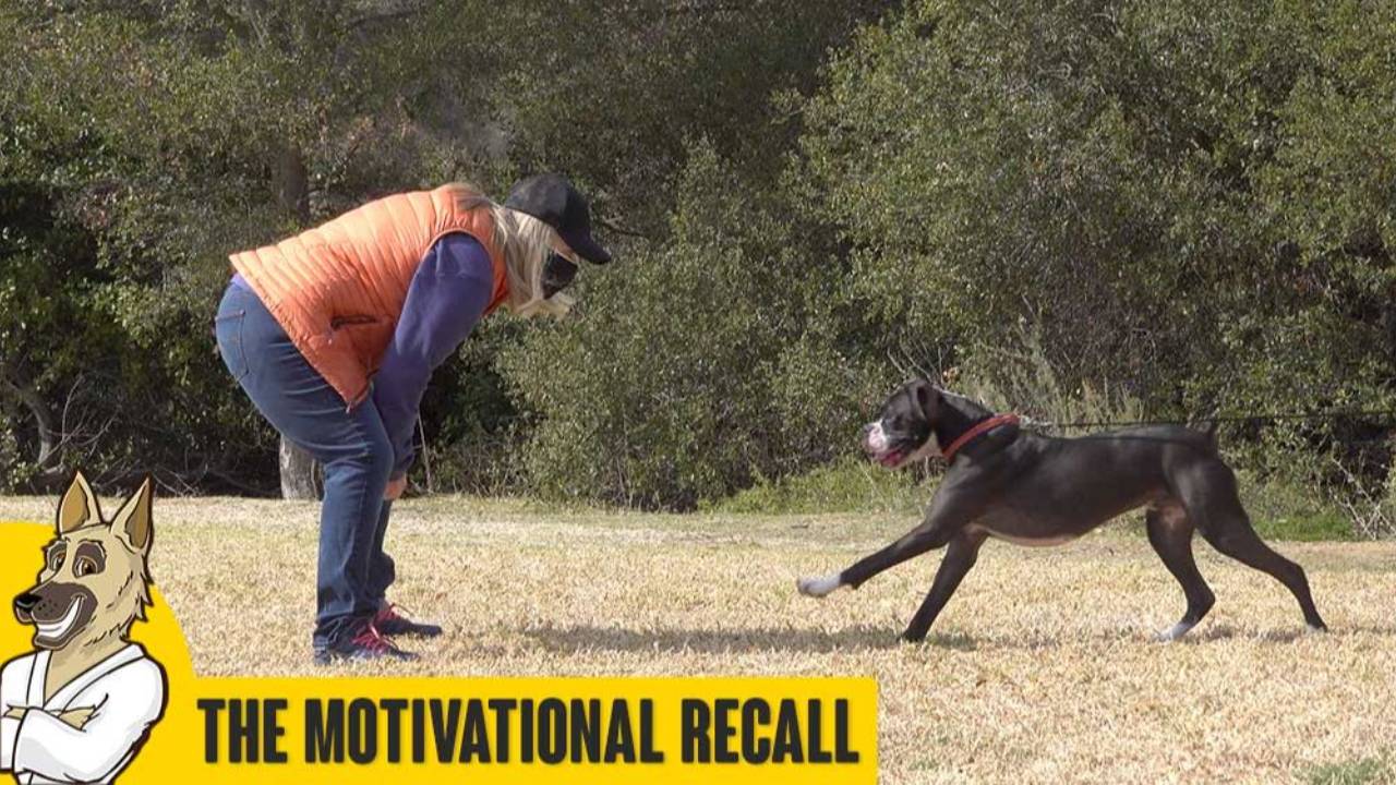 Motivational Recall Basics