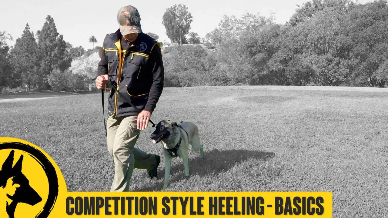 Competition Style Focused Heeling with Siggy