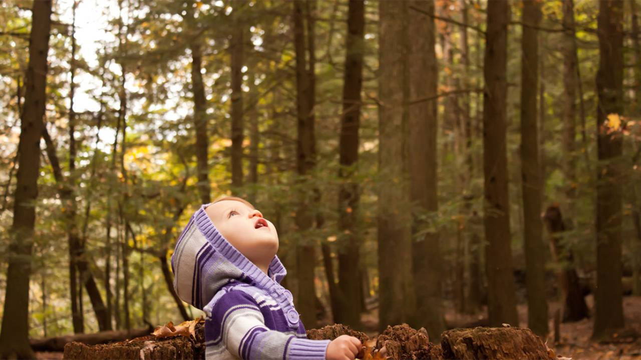 Wonder and The Beginner's Mind